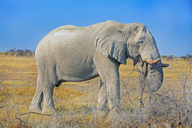 istock Large Bull Elephant against a vibrant blue sky 649232756