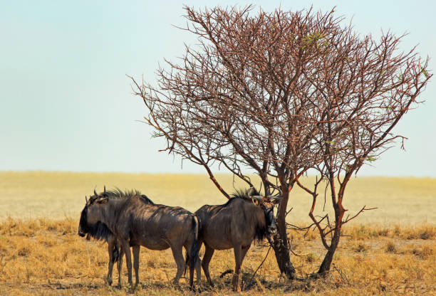 istock A group of wildebeest take refuge from the hot sun under a small tree 649232900