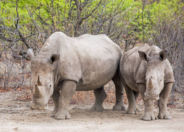 два белых носорога, стоящие в кустах - hwange national park стоковые фото и изображения