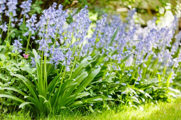 istock Bluebells garden border 649242848