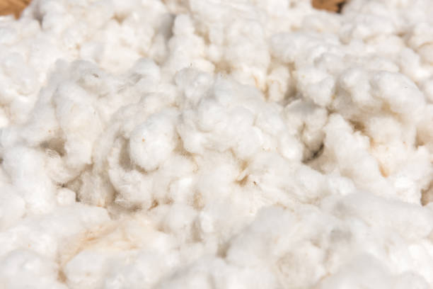 istock cotton harvest from field 649243142