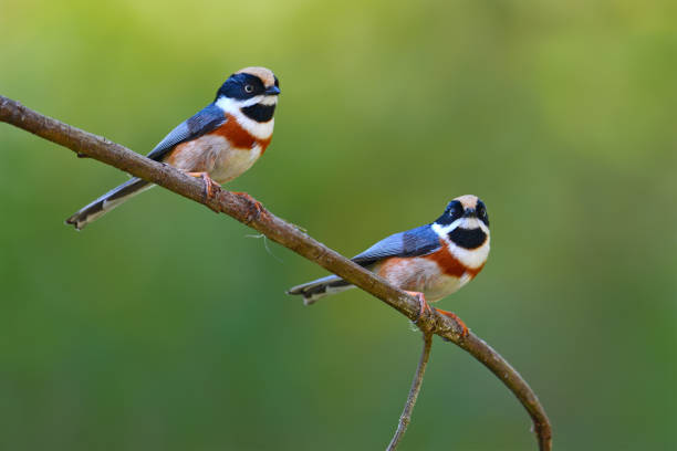 istock Black-throated Tit bird 649245978