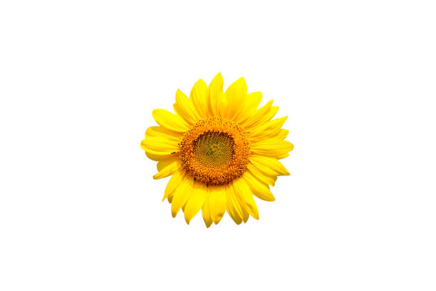 istock sunflower on white background with clipping path. 649248360