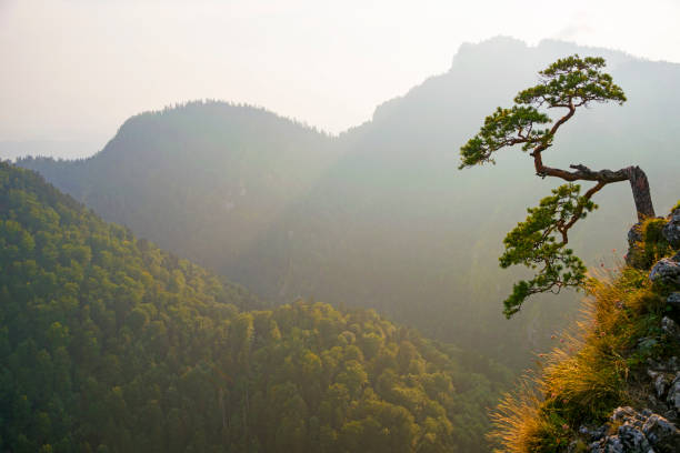 famous curved pine tree on the top of sokolica peak in pieniny, poland - ridge mountain wilderness area poland imagens e fotografias de stock