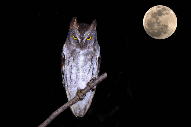 istock Oriental Scop Owl bird 649253036