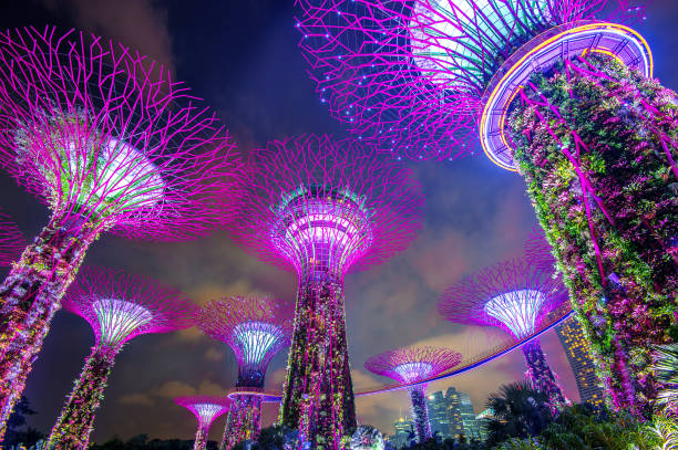 Super tree in Garden by the Bay, Singapore. SINGAPORE - FEB 11 , 2017 : Super tree in Garden by the Bay, Singapore. gardens by the bay, singapore stock pictures, royalty-free photos & images