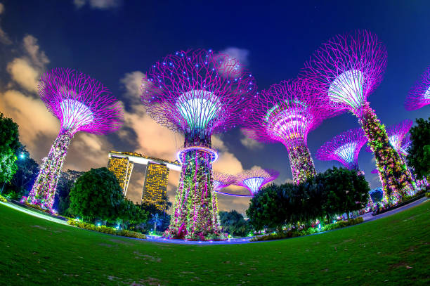 супер дерево в саду у залива, сингапур. - night marina architecture artificial стоковые фото и изображения