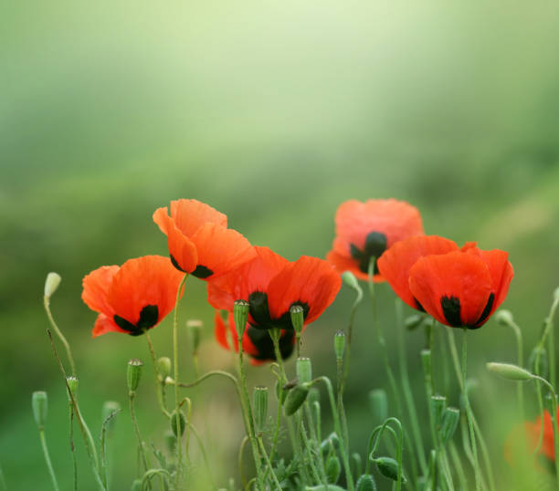 istock red poppy flower in grass 649256224