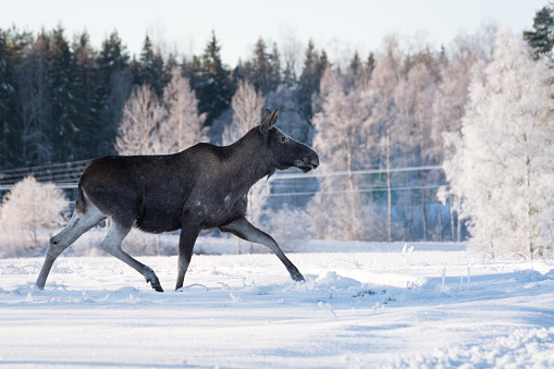 Mother moose trotting in snow on a sunny winter day in Sweden, same posiyion as the Swedish road signs.