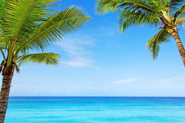 Palm trees and beautiful caribbean sea with blue sky. Travel background.