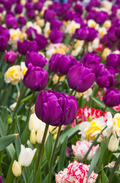 istock Close up tulips in the garden 649267476