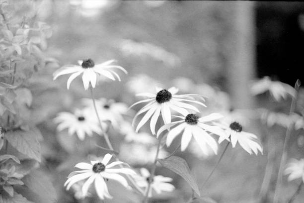 echincacea 2 - guyver foto e immagini stock