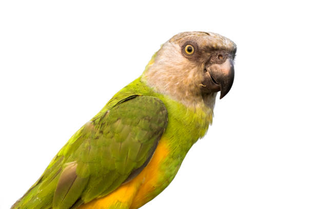 istock Senegal parrot portrait on white background, clipping path 649268068