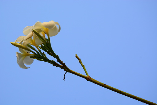 the blooming of Plumeria flowers