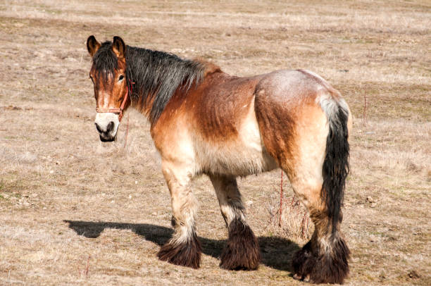 istock Female heavy horse 649270682