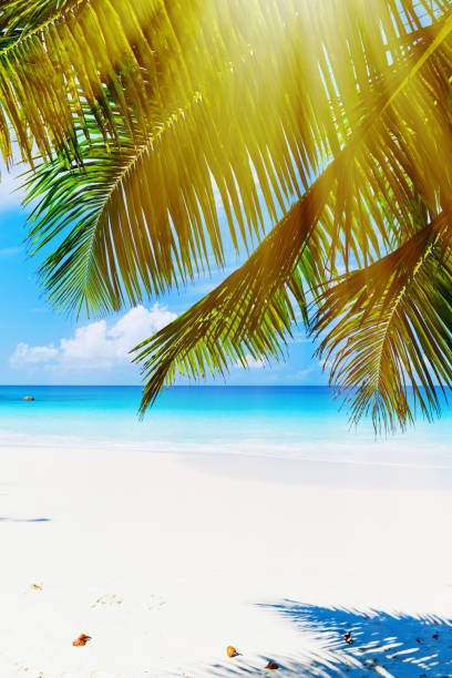 istock Tropical island. The Seychelles. 649270816