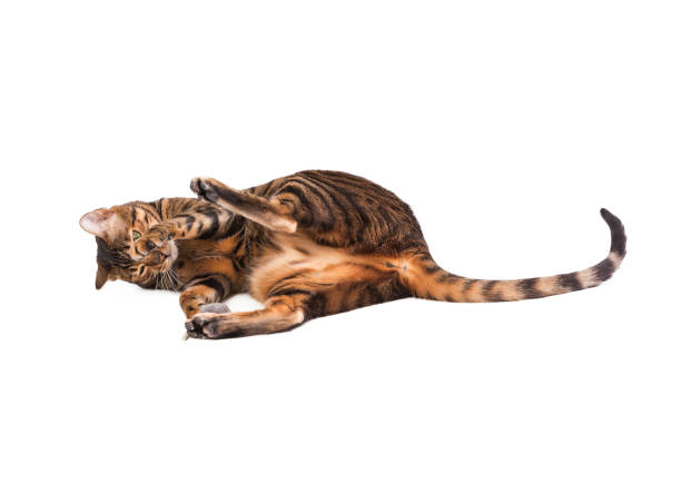 istock Cat breed Toyger playing with  toy mouse. 649271374