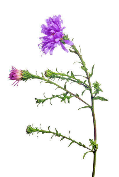 istock violet color garden isolated flower 649277816
