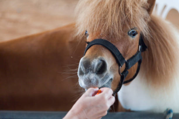 istock Ponies in the shelte 649285328