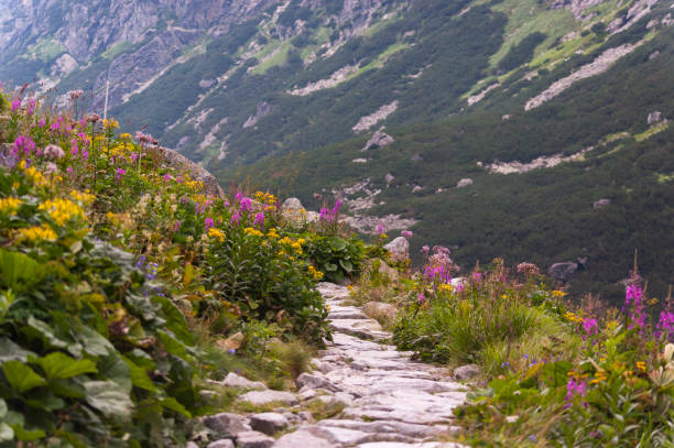 istock Summer mountain road with flowers 649285534