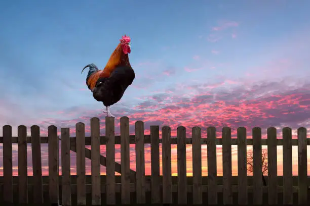Rooster crowing on a wooden fence at sunrise.