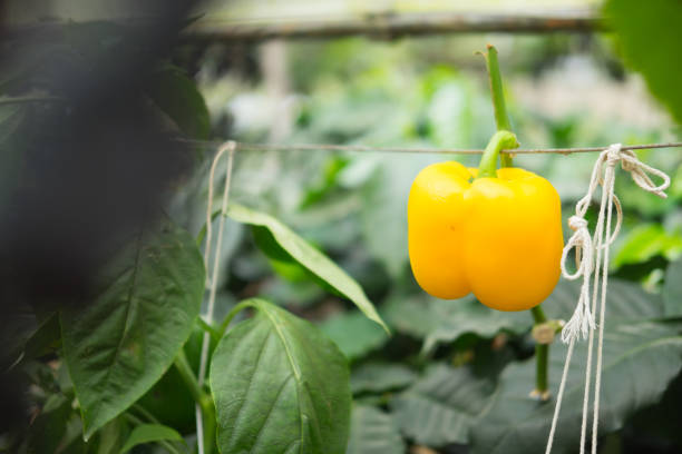 Yellow bell pepper (sweet pepper) on the pepper tree