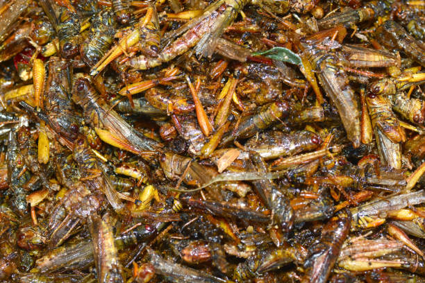 istock Fried insects in Bangkok 649286634