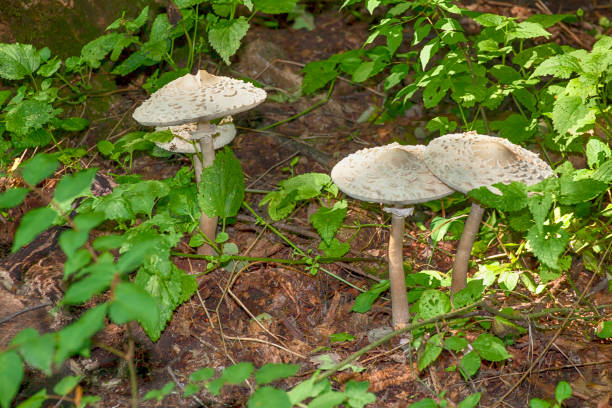 istock Edible mushrooms in forest 649288964