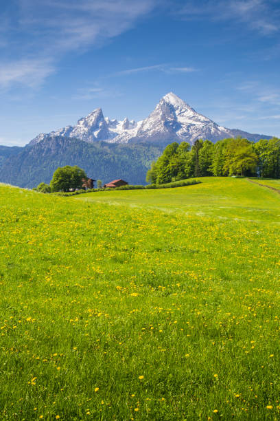 istock Idyllic landscape in the Alps with blooming meadows in summer 649294876