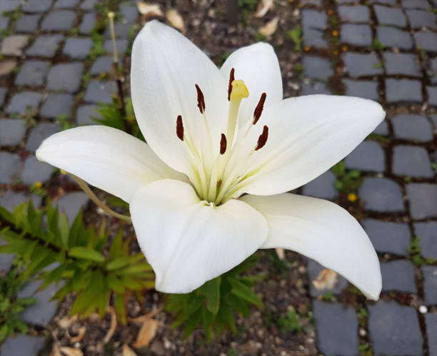 Flowers in the garden