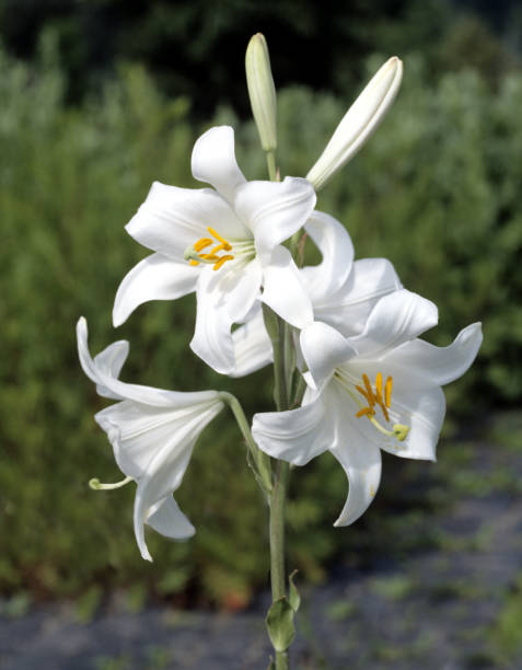 istock Madonna lily; Lilium; candidum 649296388