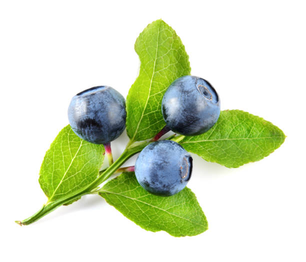 istock Blueberry branch isolated on white background 649299700