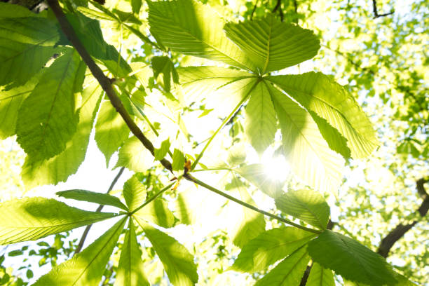 istock Young chestnut leaves against the light 649299988