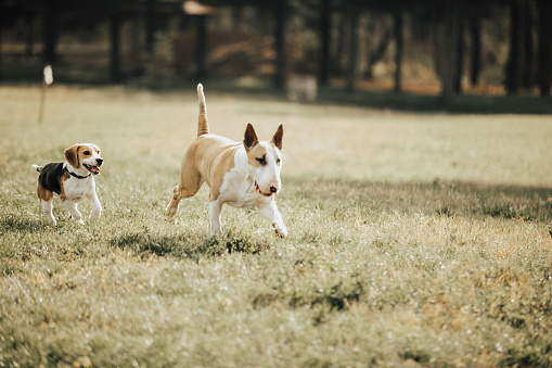 Two dogs playing in the park