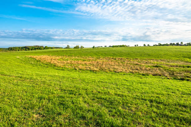 istock Landscape of pasture with green grass in spring 649301034