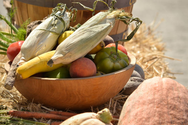 frutta e verdura- raccolta - gold rush courgette foto e immagini stock