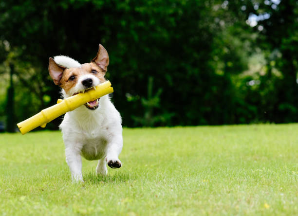 istock Dog running on summer lawn fetching toy 649303632