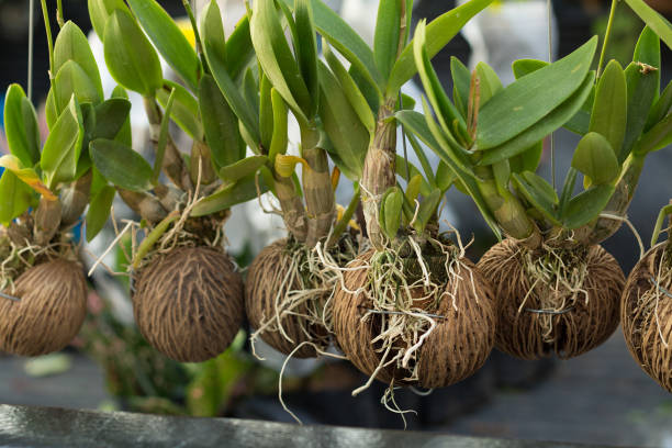 istock The orchids in the dried coconut shell 649303660