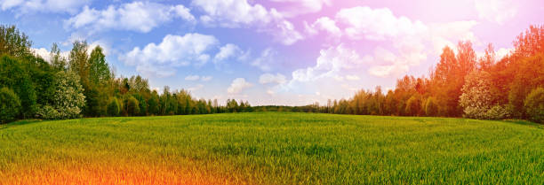 istock Landscape with the bright green 649313500
