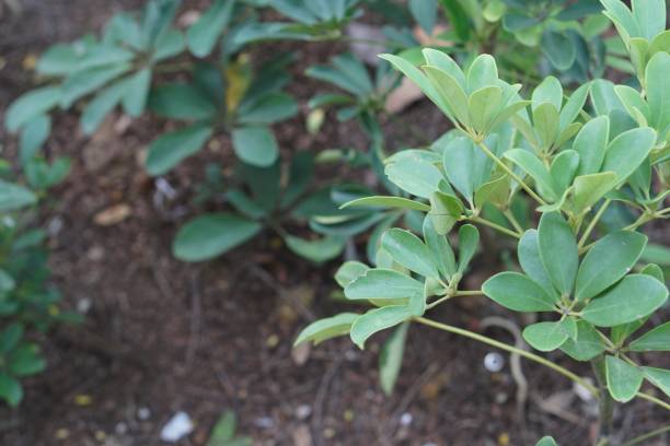istock Macro Photography of Plants 649314310