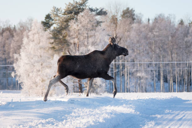 istock Mother Moose Trotting in snow 649314538