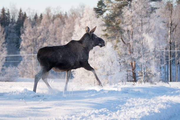 istock Mother Moose Trotting in snow 649331816