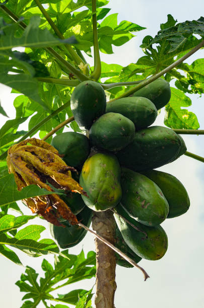 istock Papaya tree, still green fruits ripening 649338438