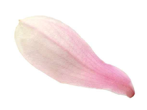 istock magnolia petal flower 649339984