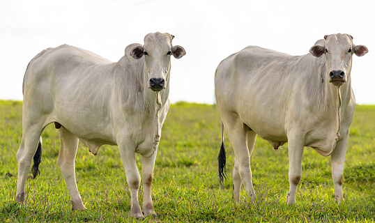 Two white oxen on fattening regime. Oxen on farm pasture. Oxen looking at camera.