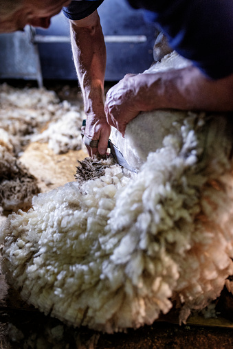 Portrait of a sheep shearer at work using a pair of old fashioned shears to cut the fleece away from the skin. The shears are incredibly slow compared to the modern electric shears but the according to the shearer the final cut is nicer. Photographed on a sheep farm in Denmark.