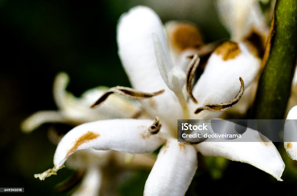 Coffea arabica Coffea arabica flower with anthers open. Arabica Coffee - Crop Stock Photo