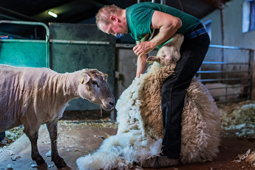 Farmhand shearing sheep, whilst a freshly shawn sheep looks on. The sheep shearer works freelance travelling to various farms shearing thousands of sheep a year. He uses a shearing technique called the \