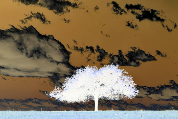 istock Tree on the horizon with inverted colors 649345770