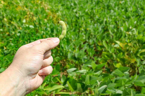 istock Hand holding a green soybean pod on a plantation 649345818